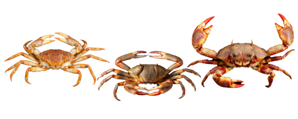 Crab PNG, crab PNG transparent images, red crab isolated on white, Crab set images, Crab collection images,