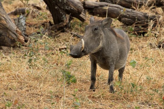 Warzenschwein