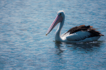 The photo shows a lakeside view located in Ken Lambkin Reserve