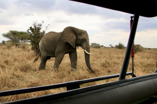 elefant