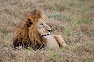 Löwen im Ngongoro Nationalreservat