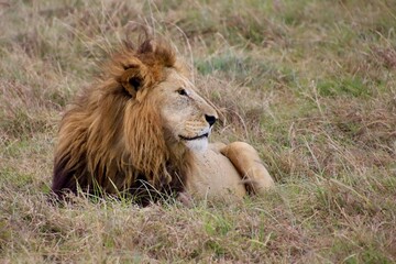 Löwen im Ngongoro Nationalreservat
