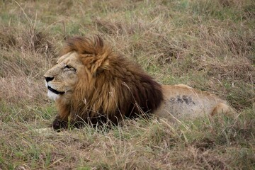 Löwen im Ngongoro Nationalreservat
