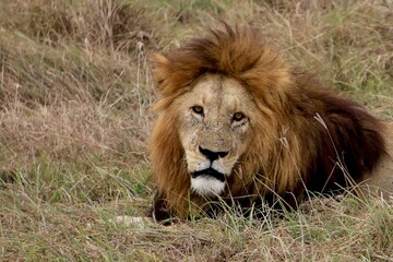 Löwen im Ngongoro Nationalreservat