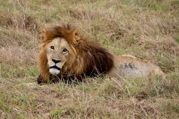 Löwen im Ngongoro Nationalreservat