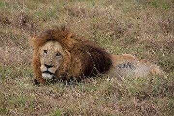 Löwen im Ngongoro Nationalreservat