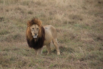 Löwen im Ngongoro Nationalreservat