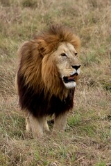 Löwen im Ngongoro Nationalreservat