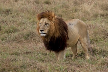 Löwen im Ngongoro Nationalreservat
