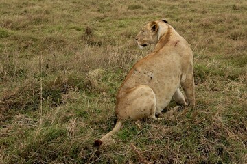 Löwen im Ngongoro Nationalreservat