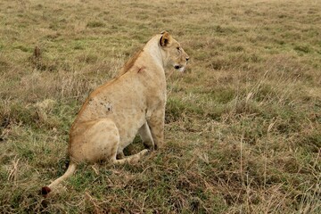 Löwen im Ngongoro Nationalreservat
