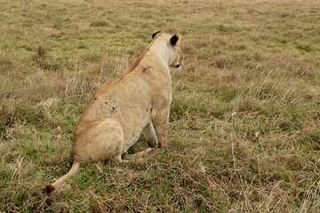 Löwen im Ngongoro Nationalreservat