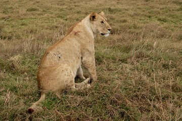 Löwen im Ngongoro Nationalreservat