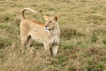 Löwen im Ngongoro Nationalreservat