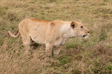 Löwen im Ngongoro Nationalreservat