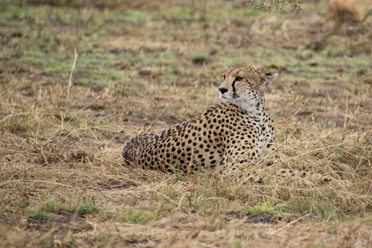 Gepard