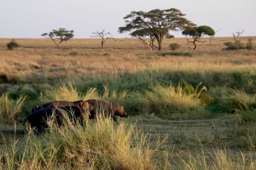 Sonnenaufgang über dem Serengeti Nationalpark 