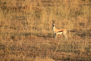 Sonnenaufgang über dem Serengeti Nationalpark 