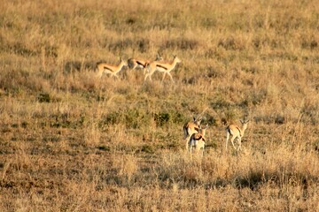 Sonnenaufgang &uuml;ber dem Serengeti Nationalpark 