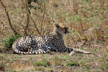 Gepard auf der Lauer 