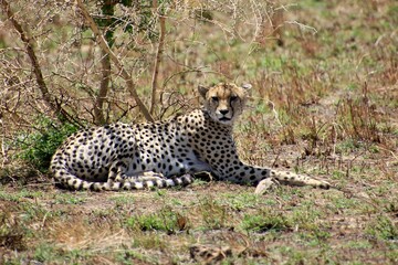 Gepard auf der Lauer 