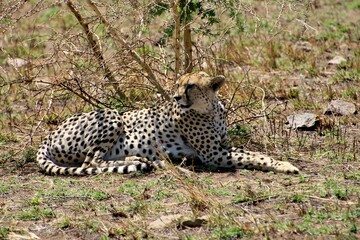 Gepard auf der Lauer  © Bärbel