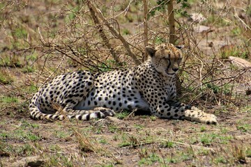 Gepard auf der Lauer  © Bärbel