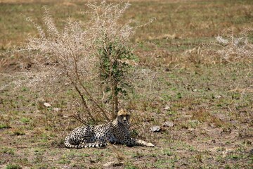 Gepard auf der Lauer  © Bärbel