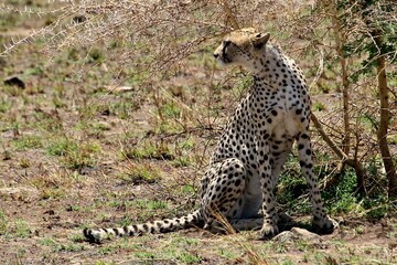 Gepard auf der Lauer  © Bärbel