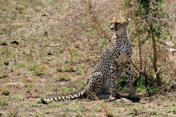Gepard auf der Lauer  © Bärbel