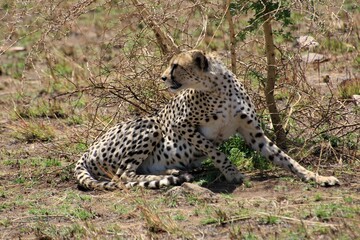 Gepard auf der Lauer zum jagen