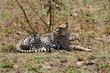 Gepard auf der Lauer zum jagen © Bärbel