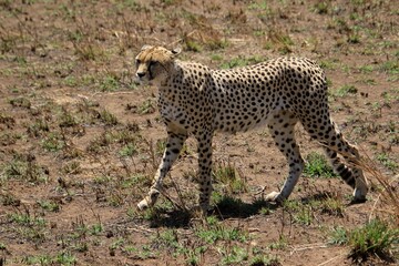 Gepard auf der Lauer zum jagen