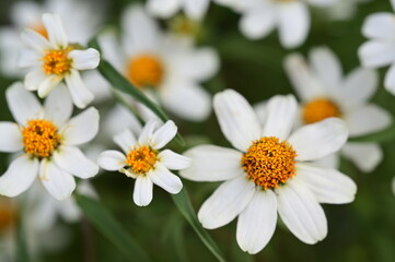 Macro photograph of white daisies with vibrant yellow-orange centers, highlighting their delicate petals and contrasting against a soft-focus green background.