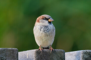 Sparrow. Bird on a branch. Blurred background. Animals in wild nature. Photo for wallpaper or background.