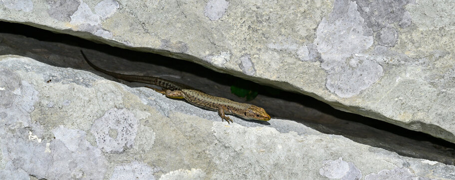 Montenegro-Spitzkopfeidechse, Prokletije-Gebirgseidechse // Prokletije rock lizard (Dinarolacerta montenegrina) - Nationalpark Prokletije, Montenegro