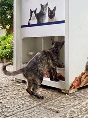 An outdoor cat eats food from a feeder that pours food in exchange for plastic bottles disposed of by people
