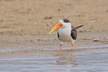 Indian Skimmer (Rynchops albicollis) a ringed individual standing on the shore of the River Chambal, Rajasthan, India.