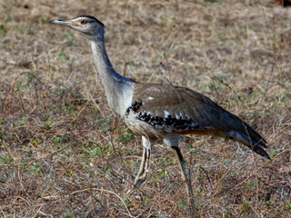 Australian Bustard - Ardeotis australis in Australia