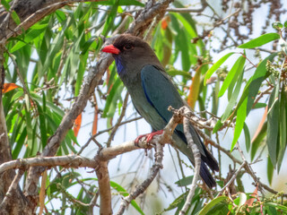 Dollarbird - Eurystomus orientalis in Australia
