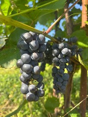 grapes on vine