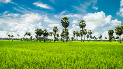 best photo quality rice field and sugar palm tree with blue sky