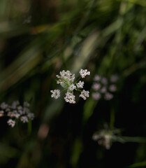Flor de los valles pasiegos, Cantabria