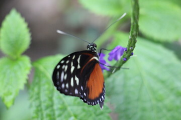 Falter im botanischen Garten