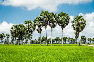 Sugar palm tree and green rice field at country side in cambodia
