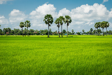 Rice field in countryside rice plant in rice field and palm tree