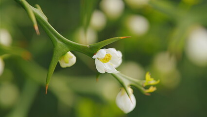 Obraz premium Trifoliate Orange Blossom. Beautiful Flower Poncirus Trifoliata. Close up.