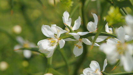 Trifoliate Orange. White Wild Hardy Orange. Flower Against A Bright Nature Background. Close up.