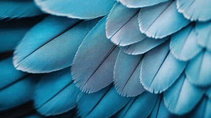 This image showcases a close-up view of vibrant blue feathers arranged in a visually stunning pattern, highlighting their detailed and delicate structure.