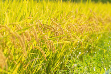 実った稲穂
